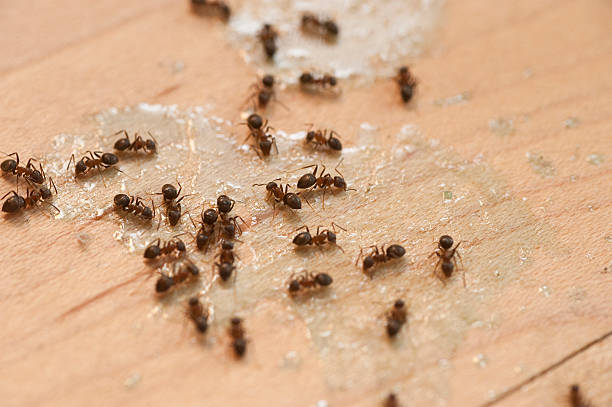Best Ant Control Services  in Lamesa, TX